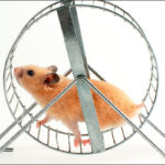 image from https://missinginthemission.com/2016/05/22/hamster-on-a-wheel/