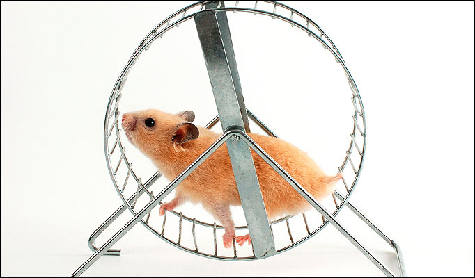 hamster in a hamster wheel