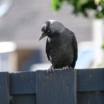 Off the Fence and into a Coach Mentor Group